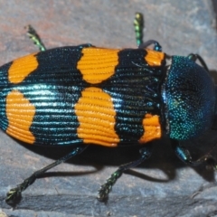 Castiarina klugii at Uriarra Village, ACT - 22 Nov 2019 07:56 PM