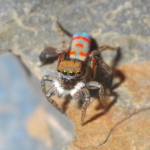 Maratus pavonis at Spence, ACT - suppressed