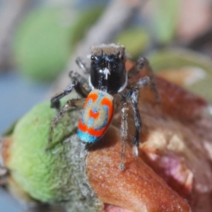 Maratus pavonis at Spence, ACT - suppressed