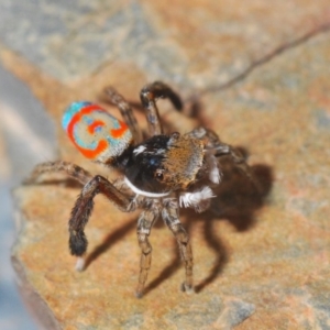 Maratus pavonis at Spence, ACT - suppressed