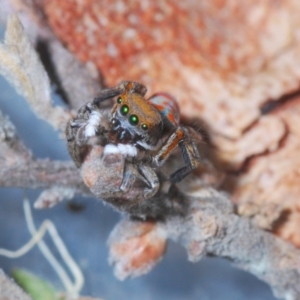 Maratus pavonis at Spence, ACT - suppressed