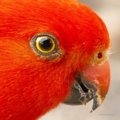 Alisterus scapularis (Australian King-Parrot) at Bald Hills, NSW - 7 Oct 2019 by JulesPhotographer