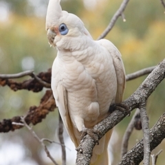 Cacatua sanguinea (Little Corella) at Bald Hills, NSW - 7 Oct 2019 by JulesPhotographer