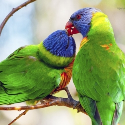 Trichoglossus moluccanus (Rainbow Lorikeet) at Bald Hills, NSW - 14 Nov 2019 by JulesPhotographer