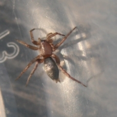 Anzacia sp. (genus) (Ground spider) at Quaama, NSW - 22 Nov 2019 by FionaG