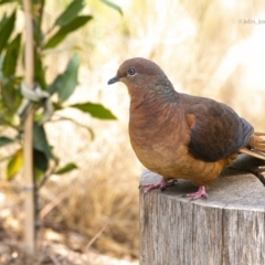 Macropygia phasianella (Brown Cuckoo-dove) at Bald Hills, NSW - 16 Nov 2019 by JulesPhotographer