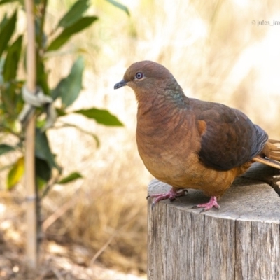 Macropygia phasianella (Brown Cuckoo-dove) at Bald Hills, NSW - 16 Nov 2019 by JulesPhotographer