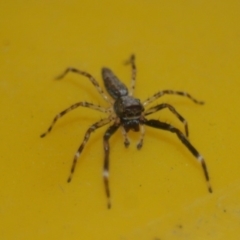 Helpis minitabunda (Threatening jumping spider) at Quaama, NSW - 17 Nov 2019 by FionaG