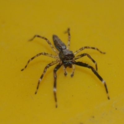 Helpis minitabunda (Threatening jumping spider) at Quaama, NSW - 18 Nov 2019 by FionaG