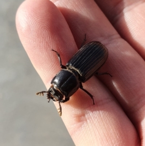 Aulacocyclus edentulus at Denman Prospect, ACT - 23 Nov 2019 07:50 AM