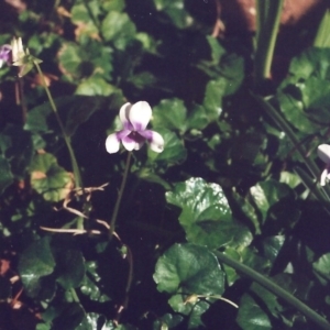 Viola hederacea at Conder, ACT - 31 Oct 2018 12:00 AM