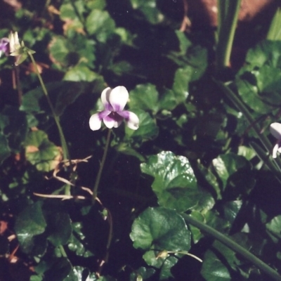 Viola hederacea (Ivy-leaved Violet) at Conder, ACT - 31 Oct 2018 by MichaelBedingfield