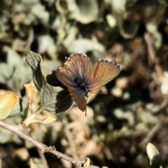 Theclinesthes serpentata (Saltbush Blue) at Googong, NSW - 22 Nov 2019 by Wandiyali