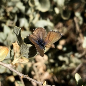 Theclinesthes serpentata at Googong, NSW - 23 Nov 2019