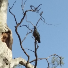 Callocephalon fimbriatum (Gang-gang Cockatoo) at Red Hill, ACT - 22 Nov 2019 by Henja