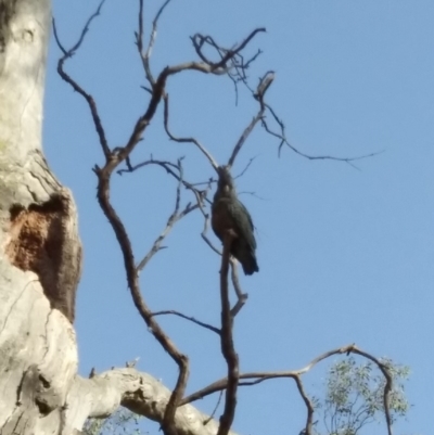 Callocephalon fimbriatum (Gang-gang Cockatoo) at Red Hill, ACT - 22 Nov 2019 by Henja