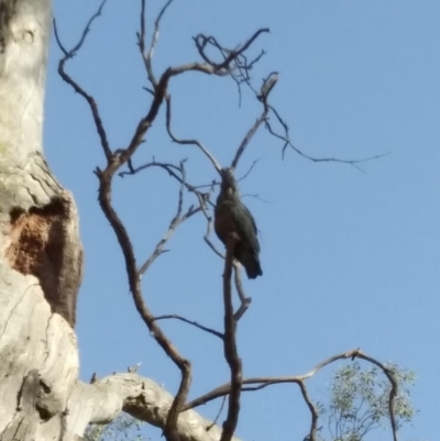 Callocephalon fimbriatum (Gang-gang Cockatoo) at Red Hill, ACT - 23 Nov 2019 by Henja