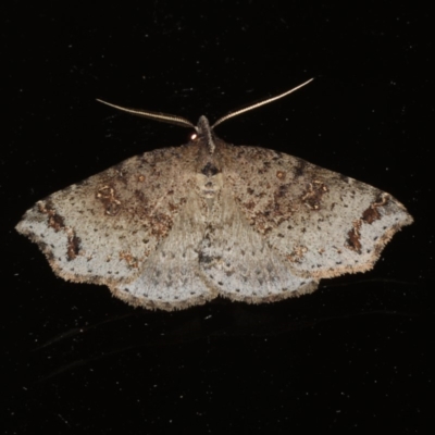 Lithilaria ossicolor (Bone Moth) at Rosedale, NSW - 16 Nov 2019 by jbromilow50
