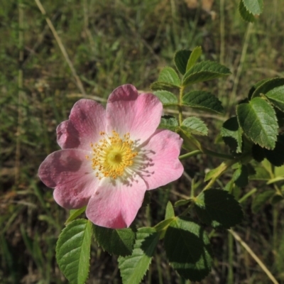 Rosa rubiginosa (Sweet Briar, Eglantine) at Tennent, ACT - 11 Nov 2019 by michaelb