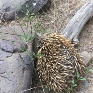 Tachyglossus aculeatus at Coree, ACT - 22 Nov 2019 05:22 PM