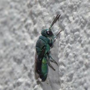 Primeuchroeus sp. (genus) at ANBG - 17 Nov 2019