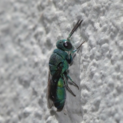 Primeuchroeus sp. (genus) (Cuckoo Wasp) at ANBG - 17 Nov 2019 by TimL