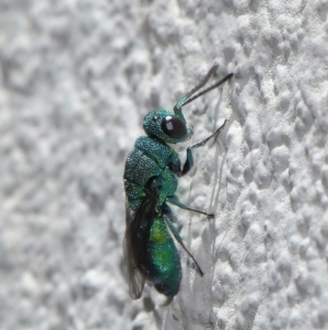 Primeuchroeus sp. (genus) at ANBG - 17 Nov 2019