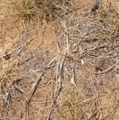 Synemon plana (Golden Sun Moth) at Griffith, ACT - 23 Nov 2019 by SRoss