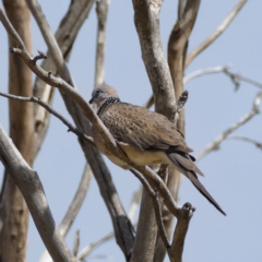 Spilopelia chinensis (Spotted Dove) at Jerrabomberra Wetlands - 22 Nov 2019 by Marthijn