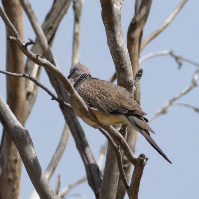 Spilopelia chinensis (Spotted Dove) at Fyshwick, ACT - 23 Nov 2019 by Marthijn