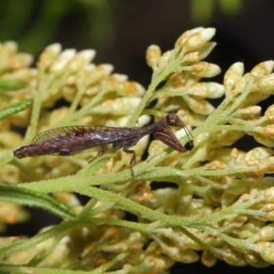 Mantispidae (family) (Unidentified mantisfly) at ANBG - 22 Nov 2019 by TimL