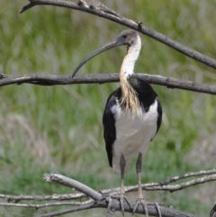 Threskiornis spinicollis (Straw-necked Ibis) at Fyshwick, ACT - 22 Nov 2019 by Marthijn