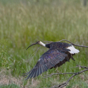 Threskiornis spinicollis at Fyshwick, ACT - 23 Nov 2019