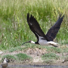 Threskiornis spinicollis at Fyshwick, ACT - 23 Nov 2019