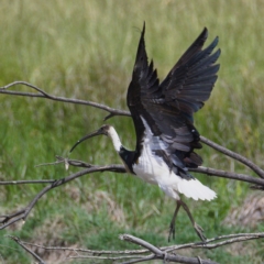 Threskiornis spinicollis at Fyshwick, ACT - 23 Nov 2019