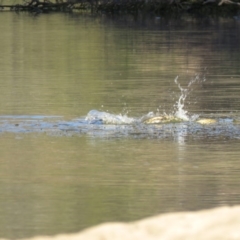 Cyprinus carpio (Common Carp) at Tuggeranong DC, ACT - 20 Nov 2019 by SandraH