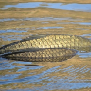 Cyprinus carpio at Tuggeranong DC, ACT - 21 Nov 2019 06:43 AM