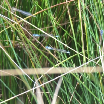 Ischnura heterosticta (Common Bluetail Damselfly) at Tuggeranong Creek to Monash Grassland - 16 Nov 2019 by SandraH