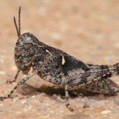 Oedaleus australis (Australian Oedaleus) at Hackett, ACT - 22 Nov 2019 by TimL