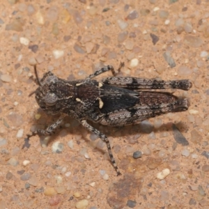 Oedaleus australis at Hackett, ACT - 22 Nov 2019