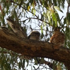 Podargus strigoides (Tawny Frogmouth) at Ainslie, ACT - 22 Nov 2019 by WalterEgo