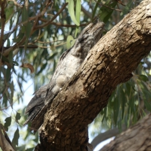 Podargus strigoides at Ainslie, ACT - 23 Nov 2019