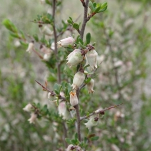 Cryptandra amara at Saint Marks Grassland - Barton ACT - 12 Oct 2019