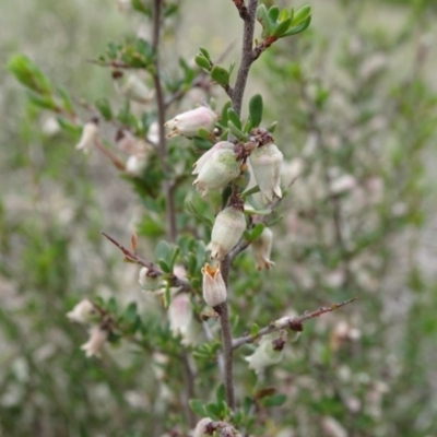 Cryptandra amara (Bitter Cryptandra) at Barton, ACT - 12 Oct 2019 by JanetRussell