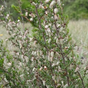 Cryptandra amara at Saint Marks Grassland - Barton ACT - 12 Oct 2019