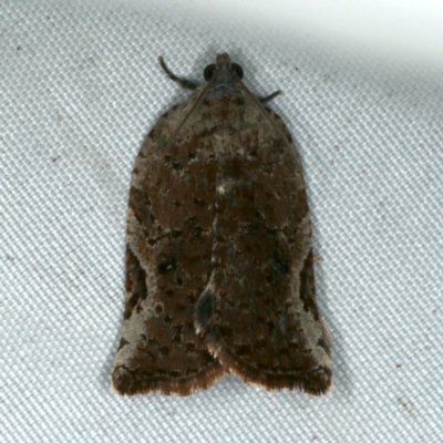Meritastis ursina (A Tortricid moth) at Rosedale, NSW - 15 Nov 2019 by jb2602