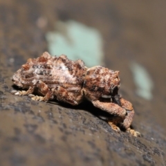 Orthorhinus klugii (Vine weevil) at Acton, ACT - 20 Nov 2019 by TimL