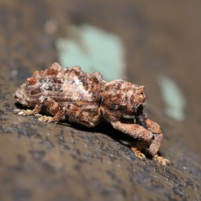 Orthorhinus klugii (Vine weevil) at ANBG - 20 Nov 2019 by TimL