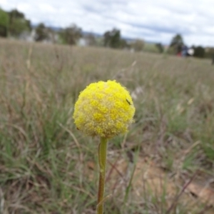 Craspedia variabilis at Saint Marks Grassland - Barton ACT - suppressed