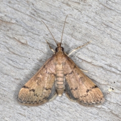 Unidentified Pyralid or Snout Moth (Pyralidae & Crambidae) at Rosedale, NSW - 15 Nov 2019 by jb2602